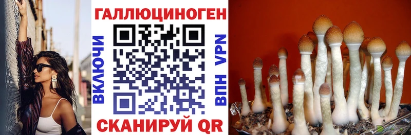 блэк спрут вход  Гай  Галлюциногенные грибы Psilocybe 